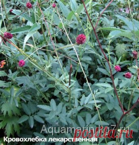 Дезинфицирующие и бактерицидные растения