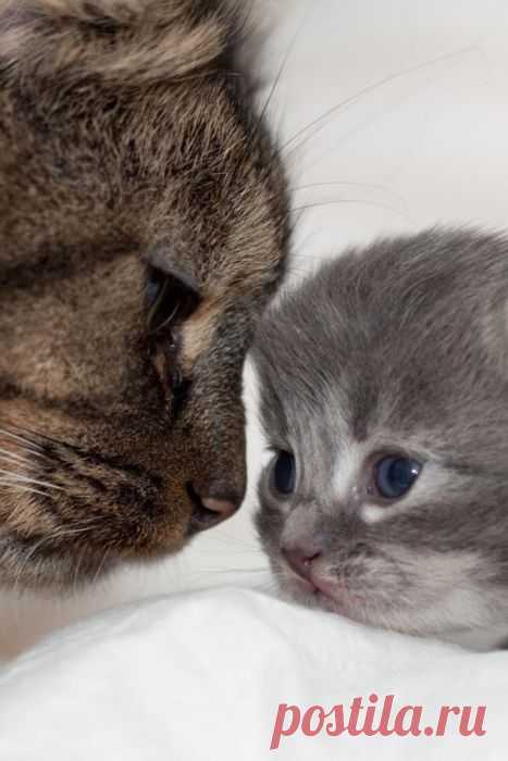 Kitty