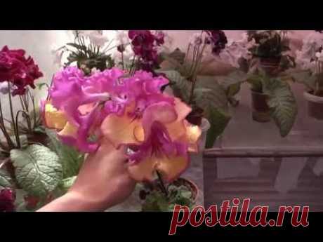 Стрептокарпусы Диметрис 21 07 2016г