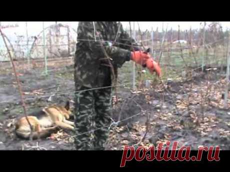 Обрезка и укрытие винограда третьего года посадки