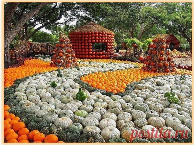 Тыквенный рай