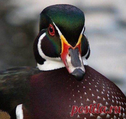 Животинки в шоке / Питомцы