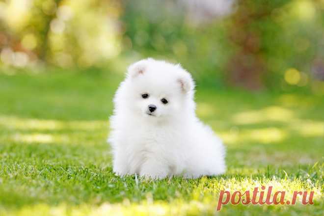 Что необходимо приобрести для щенка? - PetTips