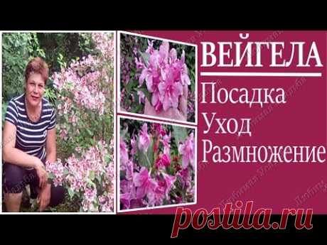 Вейгела Посадка и уход в открытом грунте. Цветущие кустарники
