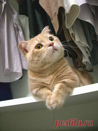 Коты похожие на Гарфильда - 4 Октября 2009 - Котейко - все о кошках и котах.