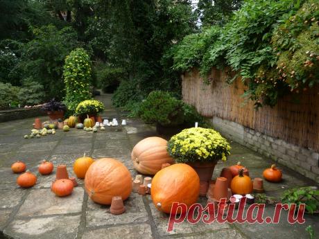 Какие заготовки можно сделать из тыквы: | Антонов сад - дача и огород | Дзен