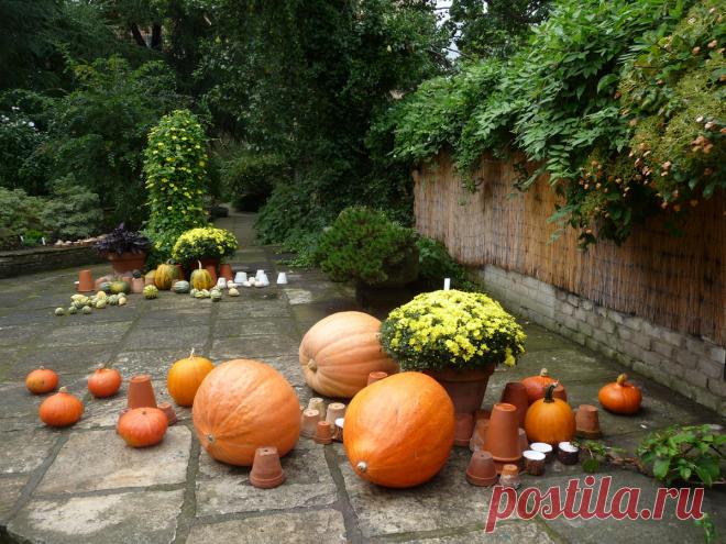 Какие заготовки можно сделать из тыквы: | Антонов сад - дача и огород | Дзен