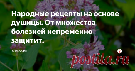 Народные рецепты на основе душицы.  От множества болезней непременно защитит. Это  красивое растение с розово-сиреневыми цветками и маленькими ароматными  листиками получило название благодаря источаемому им дивному запаху. В  нашей стране душица имеет славу лекарственного растения, хотя во всем  мире ее воспринимают, прежде всего, как оригинальную специю и используют  в кулинарии под названием орегано.