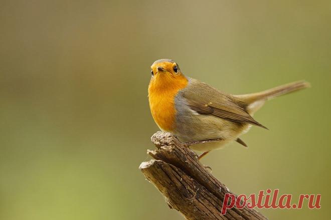 Олег Степанко. :: Зарянка. :: ФотоОхота :: Галерея :: Клуб Foto.ru