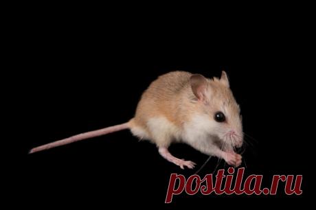 A Western Harvest Mouse Reithrodontomys Megalotis Stock Photo | Getty Images