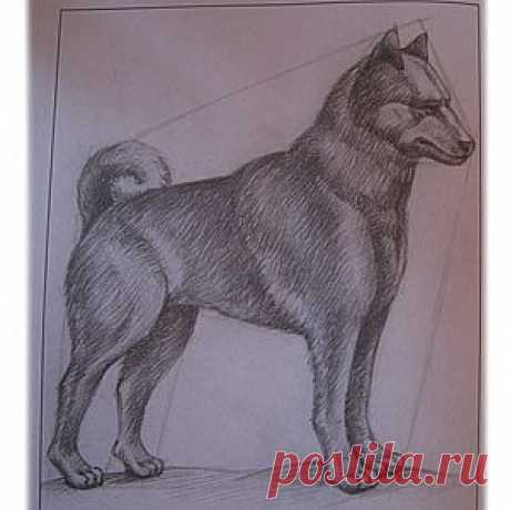 рисуем собаку