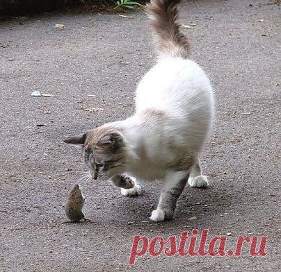 ПОЖАЛУЙСТА ДАЙ МНЕ В ТУАЛЕТ СХОДИТЬ?!
