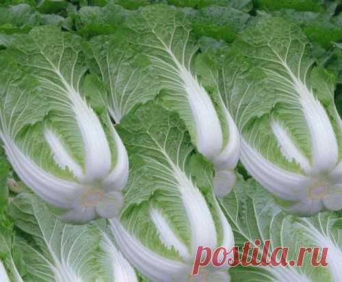 Пекинская капуста: выращивание и уход