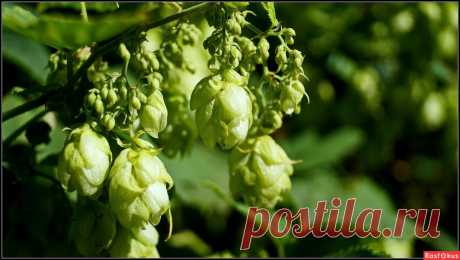 Фото: хмель. Фотограф Wladimir Sachko. Природа - Фото и фотограф на Расфокусе.
