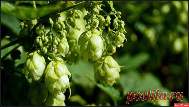 Фото: хмель. Фотограф Wladimir Sachko. Природа - Фото и фотограф на Расфокусе.