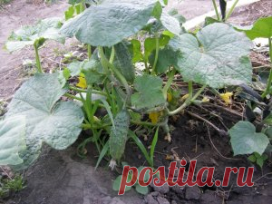 5 проверенных способов продлить плодоношение огурцов до самой осени Лето давно перевалило экватор, а вместе с ним прошла и максимальная отдача от выращивания огурцов. По крайней мере, те хозяева, которые посеяли огурцы рано, уже наелись свежего овоща и заготовили его …