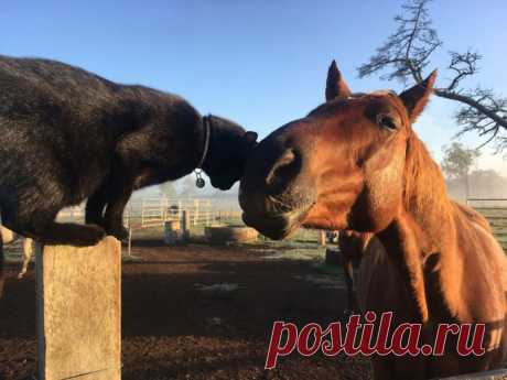 История одной очень крутой дружбы