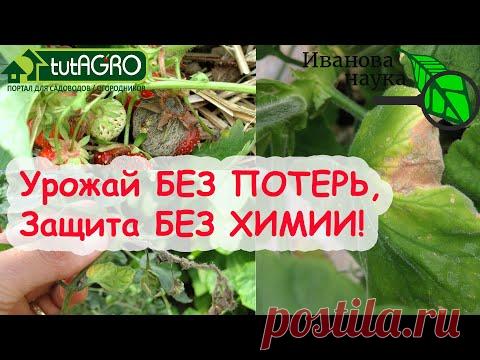 ПРИРОДНОЕ СРЕДСТВО ПРОТИВ БОЛЕЗНЕЙ! Защитите урожай без "ХИМИИ"! - YouTube
