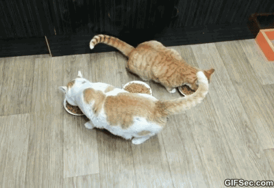 Интересно - 50 GIF-доказательств, что коты — чертовски весёлые ребята