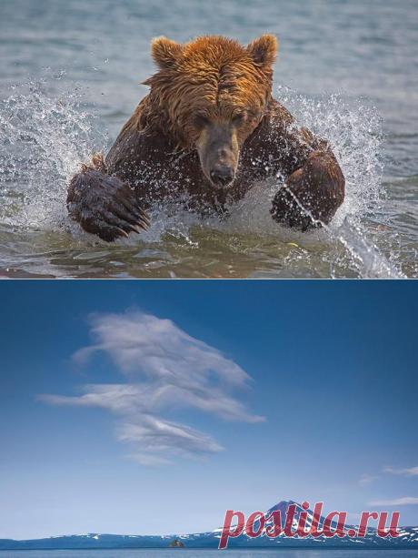 Камчатка. Земля медведей.