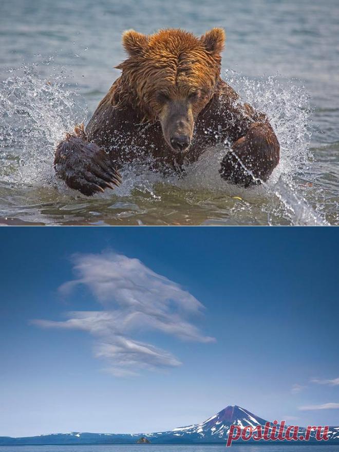 Камчатка. Земля медведей.