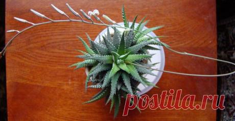 Чудо раствор для цветов