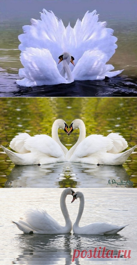 (99) Одноклассники