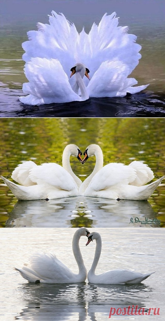 (99) Одноклассники