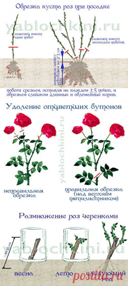 выращиваем розы |