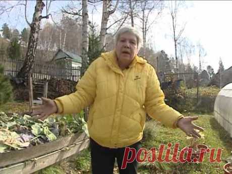 Советы тети Тани. Уход за гортензией.