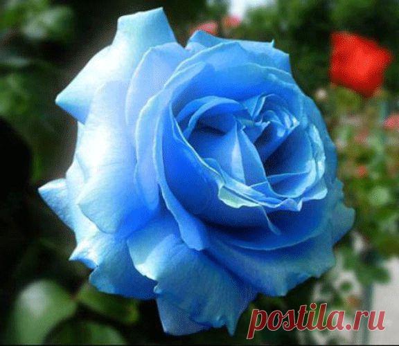 Розы синие и голубые