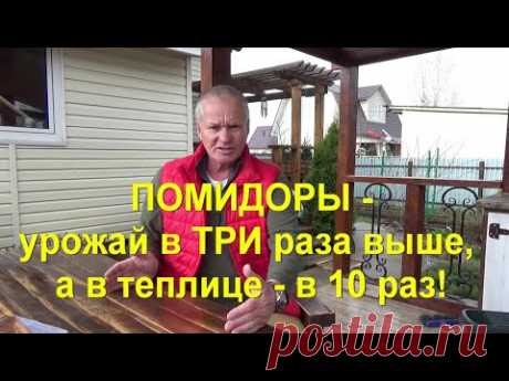 57. Высаживаем помидоры по методу Маслова на троекратный урожай!