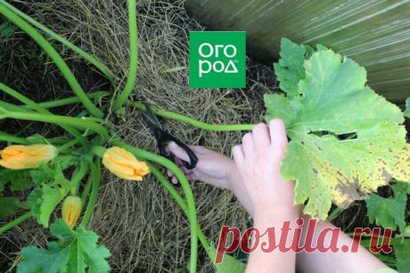 Как омолодить кабачок и продлить плодоношение