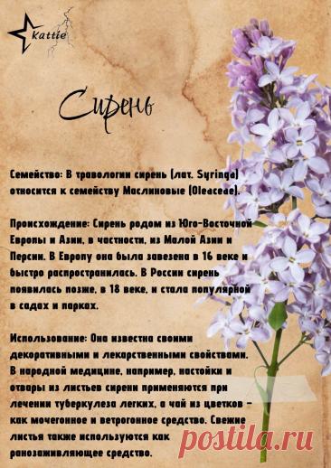 Сирень