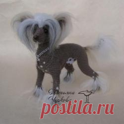 Китайская хохлатая собачка