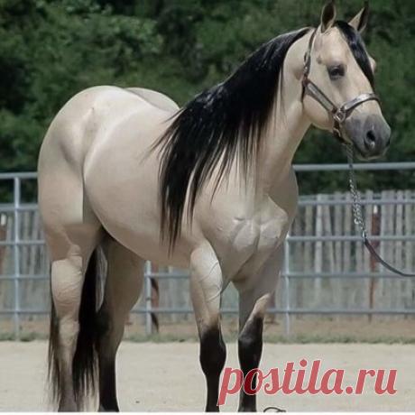 Красавец.
 Для тех, кто любит лошадей, жми ещё фото)