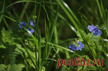 Альбом Окружающий мир природы - 50 фото. Фотографии Вера Бокарева.