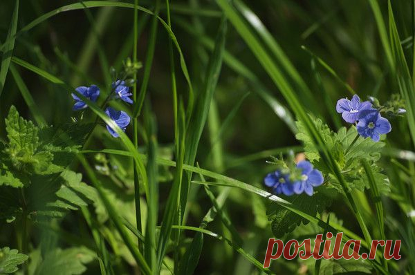 Альбом Окружающий мир природы - 50 фото. Фотографии Вера Бокарева.