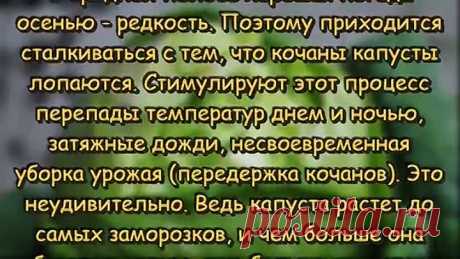Почему КАПУСТА ЛОПАЕТСЯ Что делать чтобы УРОЖАЙ КАПУСТЫ не потрескался Дачные СОВЕТЫ И РЕКОМЕНДАЦИИ