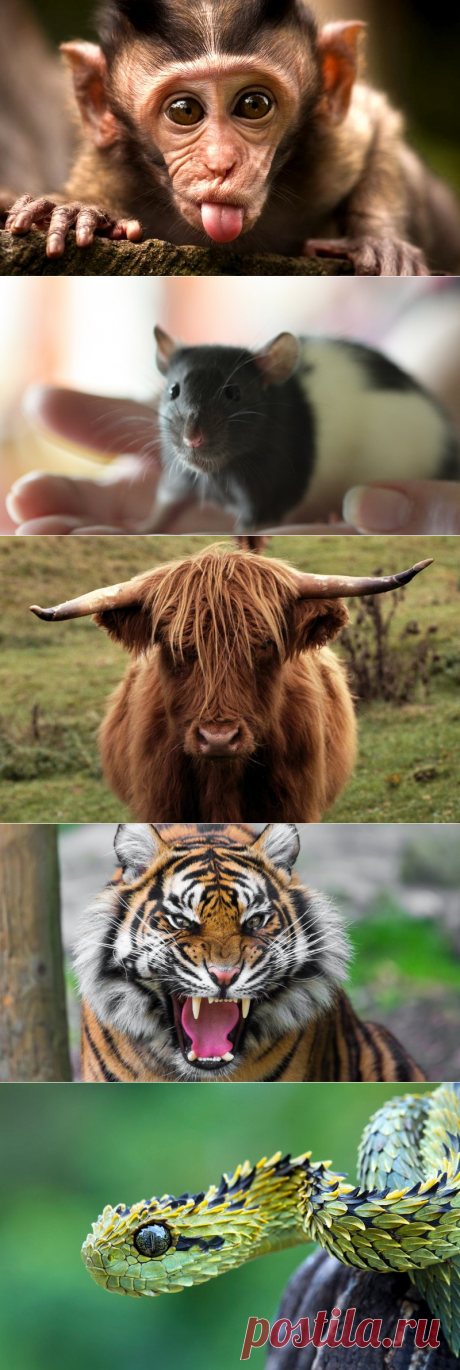 Гороскоп на 2016 год и талисманы, которые принесут удачу » Женский Мир