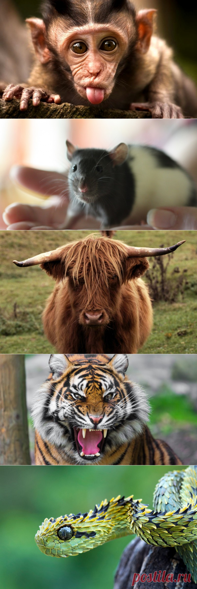 Гороскоп на 2016 год и талисманы, которые принесут удачу » Женский Мир