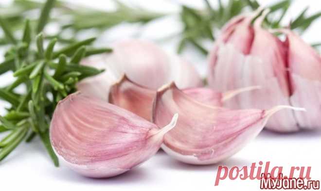 Фестиваль чеснока в Англии - чеснок, рецепты, афродизиак, седло барашка