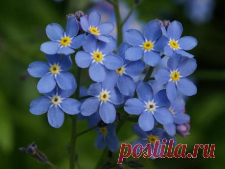 http---mifflow.ru-wp-content-uploads-2011-03-P4235041e.jpg (800×600)