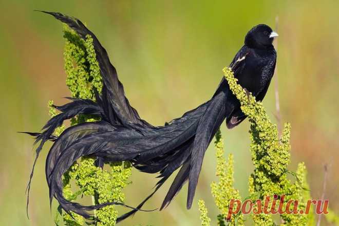 Птицы- ожерелье природы. Красивые птицы с красивыми хвостами.