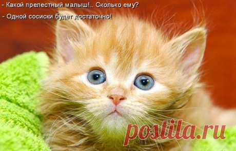 Новый выпуск с котиками -