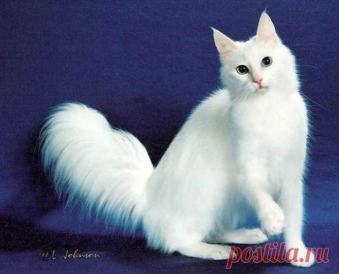 Самые красивые кошки в мире | Дай лапку