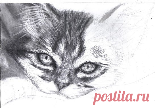 Как нарисовать котенка карандашом. Поэтапный урок рисования / Уроки рисования для начинающих карандашом, поэтапный метод