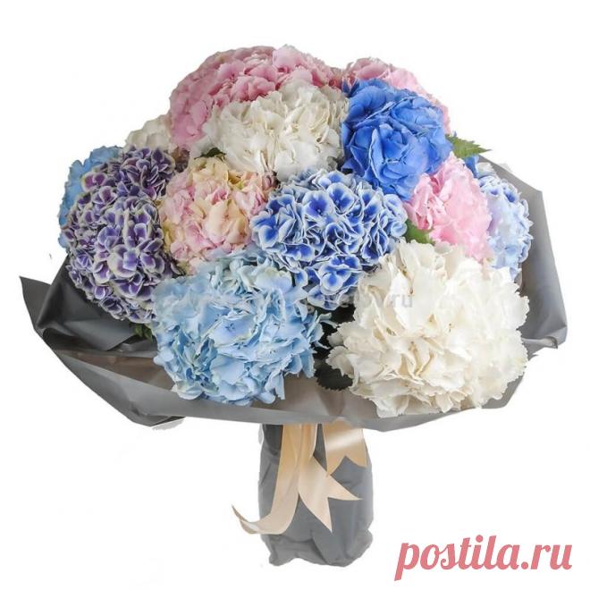 Купить букет гортензия в Москве недорого - в ВОКРУГ ЦВЕТОВ с доставкой бесплатно.