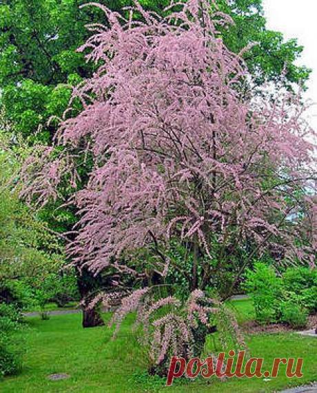 Посадка тамарикса и уход за изящным деревом (фото и видео материал)