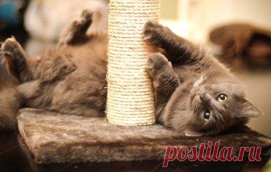 Приучить котёнка к когтеточке: как, когда, какую именно когтеточку